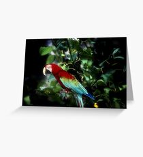 Pretty Bird Greeting Card