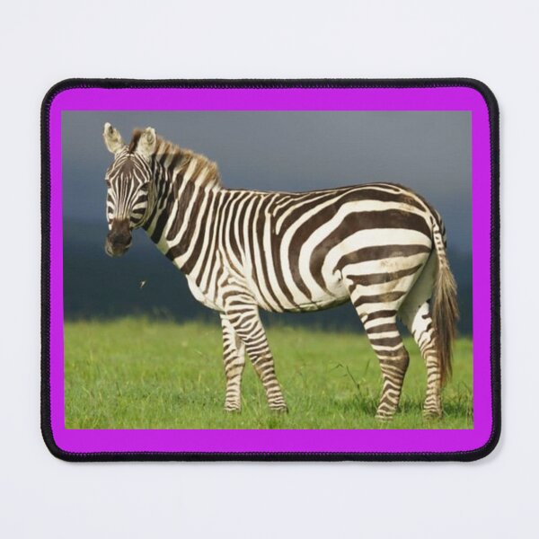 Item preview, Real Pied Zebra designed and sold by annenambiro.