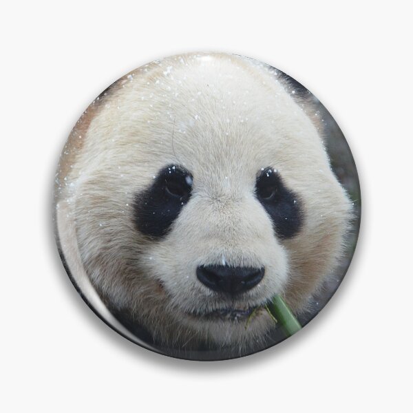 Item preview, Panda Yang Guang eating bamboo in the snow. designed and sold by Neil MacNeill.