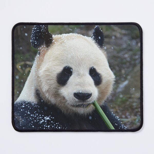 Item preview, Panda Yang Guang eating bamboo in the snow. designed and sold by Neil MacNeill.