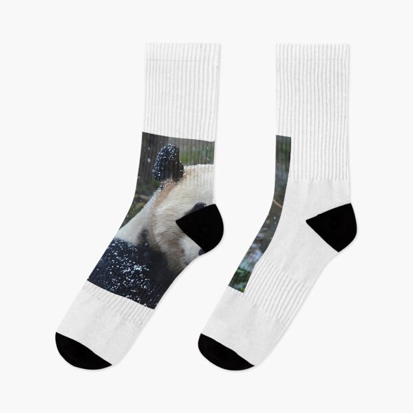 Item preview, Panda Yang Guang eating bamboo in the snow. designed and sold by Neil MacNeill.