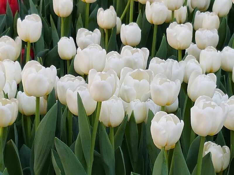 "White Tulips" By Naomi80 | Redbubble