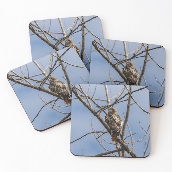 Item preview, Hawk in Tree designed and sold by SkyeNotions.