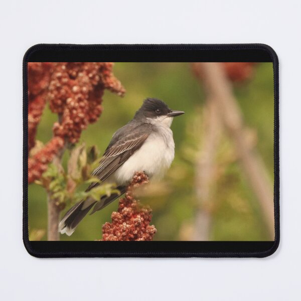 Item preview, Eastern Kingbird designed and sold by Judy Geller.