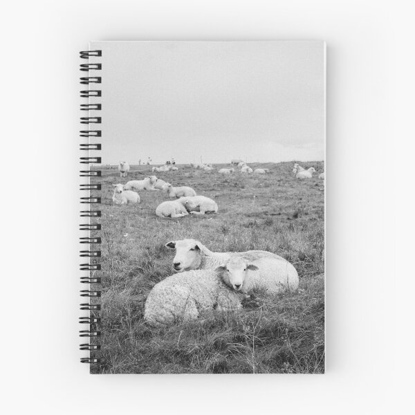 Item preview, Sheep Photography designed and sold by sunflowerhs.