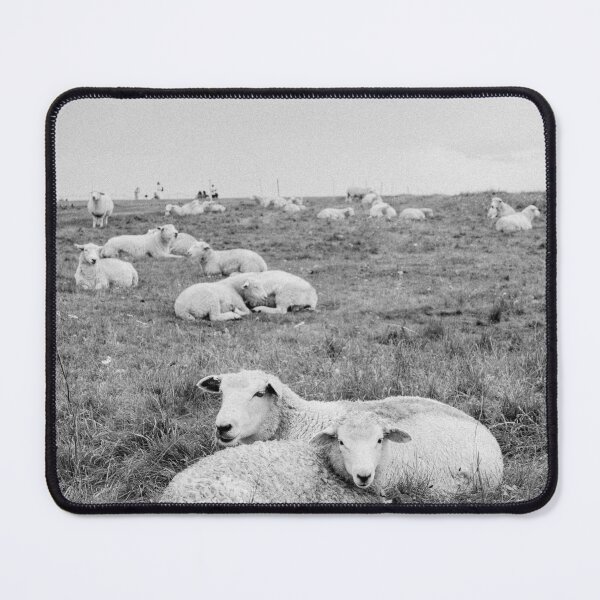 Item preview, Sheep Photography designed and sold by sunflowerhs.
