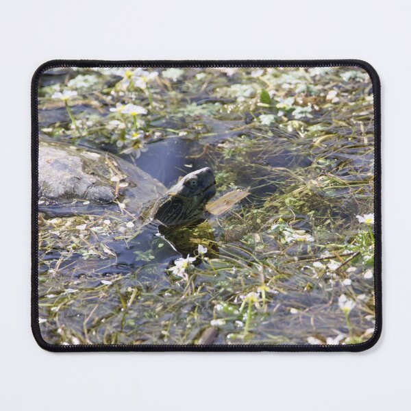 Item preview, Balkan Terrapin, Mauremys rivulata, in a pond designed and sold by Zosimus.