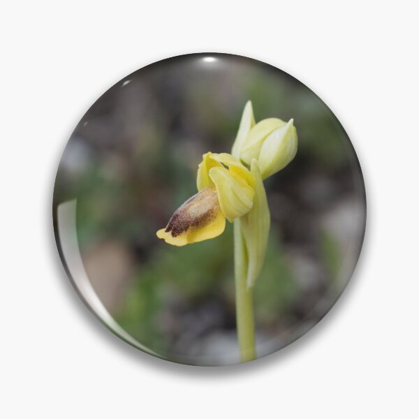 Artikelvorschau, Blüte einer gelben Bienenorchidee, Ophrys lutea entworfen und verkauft von Zosimus.