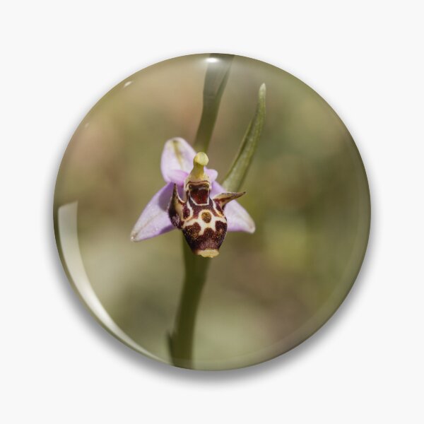 Item preview, Woodcock bee orchid, Ophrys scolopax designed and sold by Zosimus.