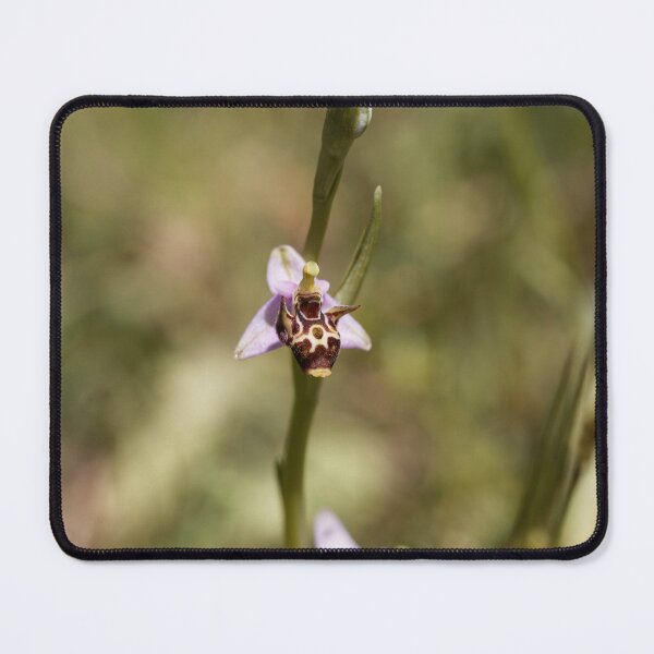 Item preview, Woodcock bee orchid, Ophrys scolopax designed and sold by Zosimus.