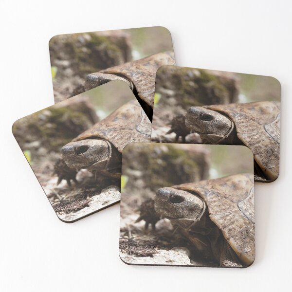 Item preview, Hermanns Tortoise, Testudo hermanni designed and sold by Zosimus.