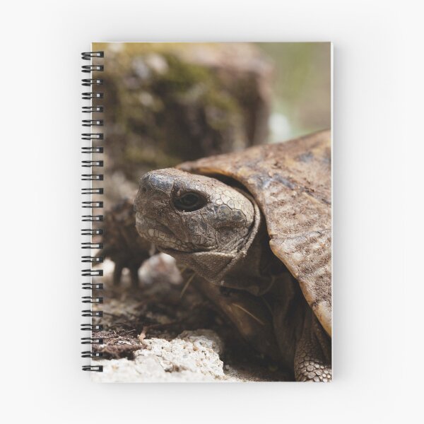 Item preview, Hermanns Tortoise, Testudo hermanni designed and sold by Zosimus.