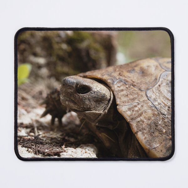 Item preview, Hermanns Tortoise, Testudo hermanni designed and sold by Zosimus.