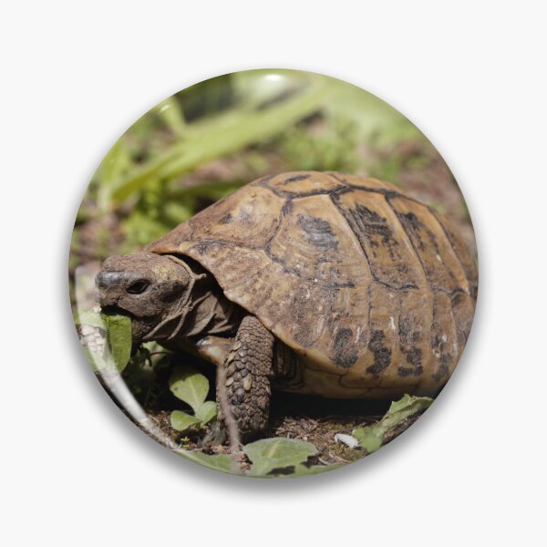 Item preview, Hermanns Tortoise, Testudo hermanni, on a meadow designed and sold by Zosimus.