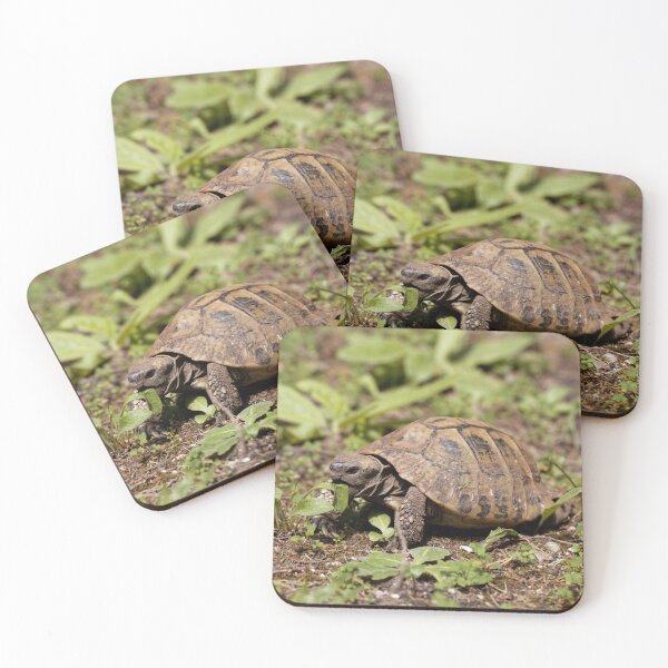 Item preview, Hermanns Tortoise, Testudo hermanni, on a meadow designed and sold by Zosimus.