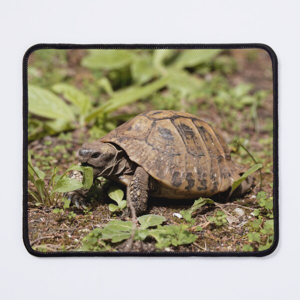 Item preview, Hermanns Tortoise, Testudo hermanni, on a meadow designed and sold by Zosimus.