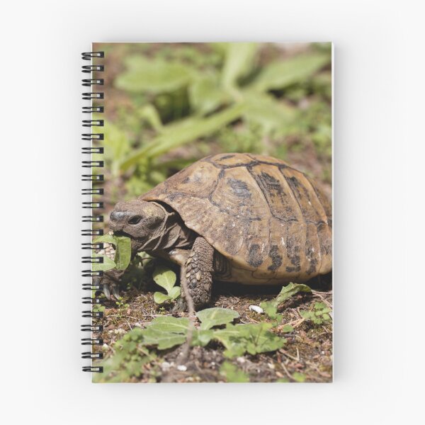 Item preview, Hermanns Tortoise, Testudo hermanni, on a meadow designed and sold by Zosimus.