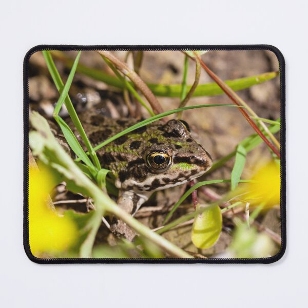 Item preview, Portrait of an Epirus water frog, Pelophylax epeiroticus designed and sold by Zosimus.
