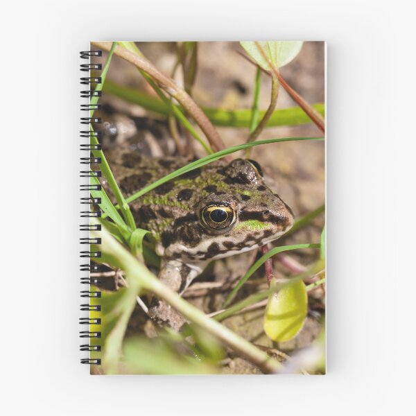 Item preview, Portrait of an Epirus water frog, Pelophylax epeiroticus designed and sold by Zosimus.