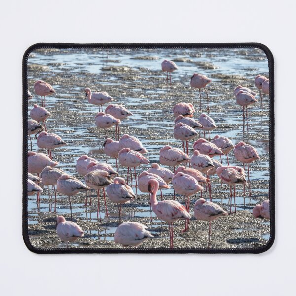 Item preview, Namibia. Walvis Bay. A Flamboyance of Flamingos.  designed and sold by vadim19.