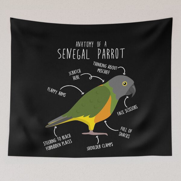 Item preview, Senegal Parrot Anatomy designed and sold by Clara Hollins.