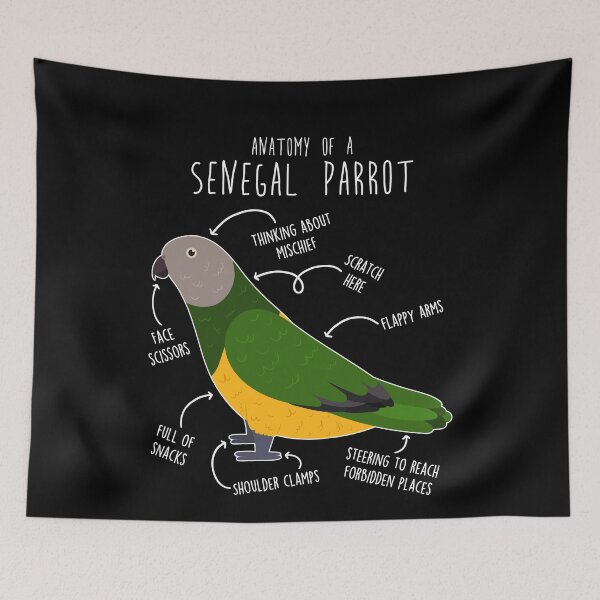 Item preview, Senegal Parrot Anatomy designed and sold by Clara Hollins.
