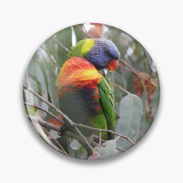 Item preview, Rainbow Lorikeet in Norton Summit designed and sold by Claire L Page Photography.