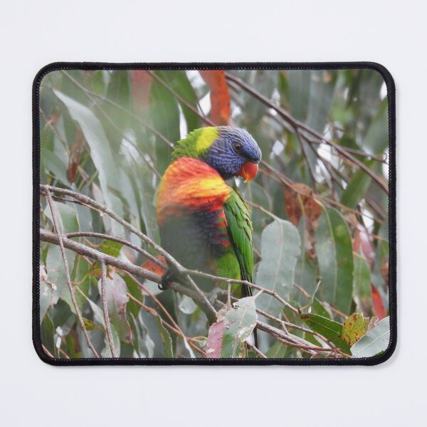 Item preview, Rainbow Lorikeet in Norton Summit designed and sold by Claire L Page Photography.