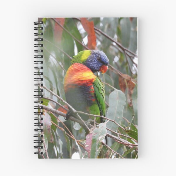 Item preview, Rainbow Lorikeet in Norton Summit designed and sold by Claire L Page Photography.
