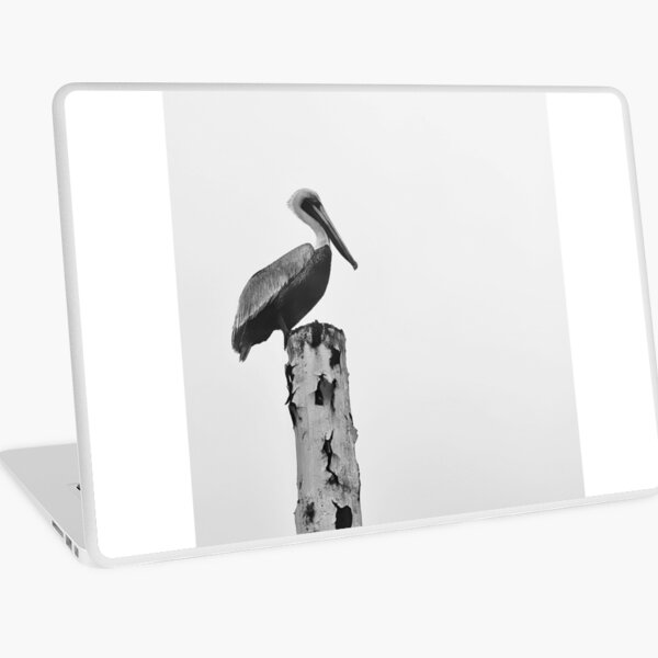 Aperçu de l'œuvre Pélican solitaire créée et vendue par Jason Tompkins.