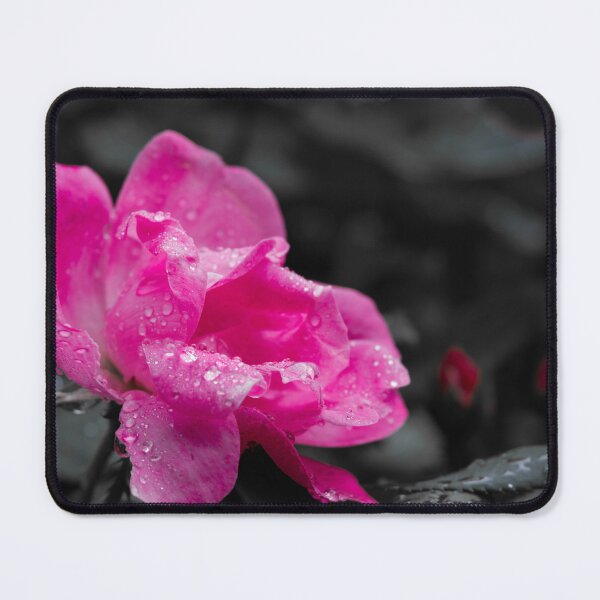 Item preview, Pink Knockout Rose designed and sold by LizAlbroPhotos.