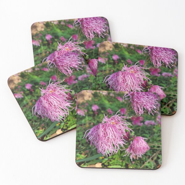 Item preview, Pink Pom Pom Chrysanthemums  designed and sold by Facebook.com/ ArtByAmyMinori.