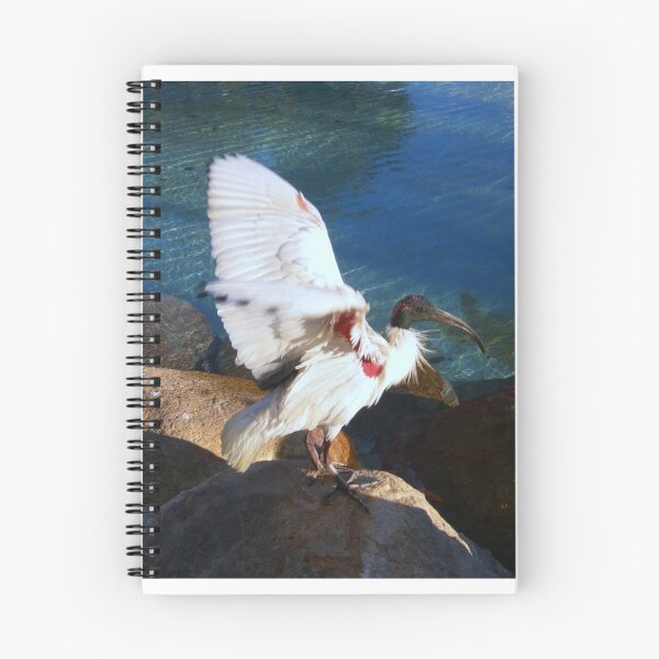 Item preview, Australian White Ibis designed and sold by JuliaWright.