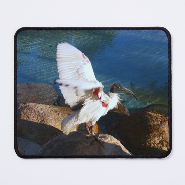 Item preview, Australian White Ibis designed and sold by JuliaWright.