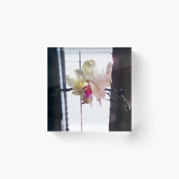 Item preview, Orchid by the window light  designed and sold by ArtbyDigman.