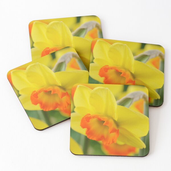 Item preview, Narcissus  'Bantam'  AGM   Division 2 Large-cupped  Daffodil	 designed and sold by Chris Burrows.