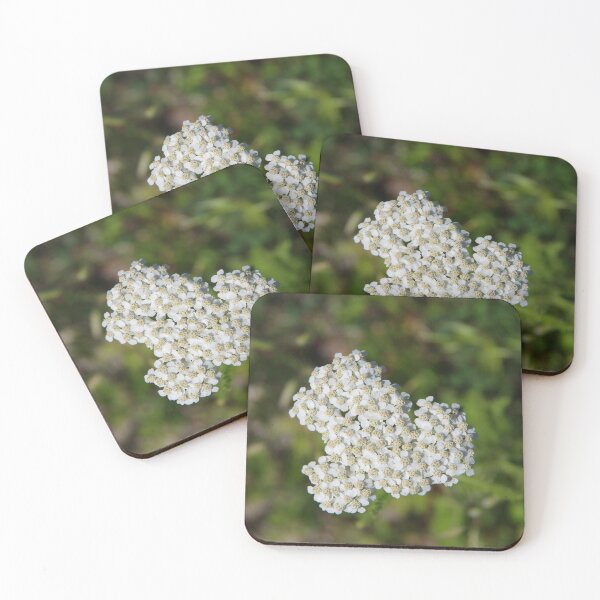 Item preview, Achillea millefolium (Yarrow) Flowers designed and sold by The Botanical Jason.