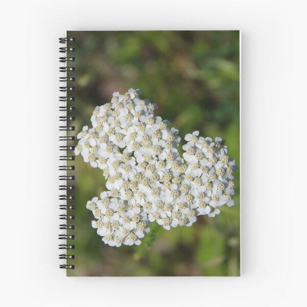 Item preview, Achillea millefolium (Yarrow) Flowers designed and sold by The Botanical Jason.
