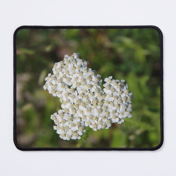 Item preview, Achillea millefolium (Yarrow) Flowers designed and sold by The Botanical Jason.