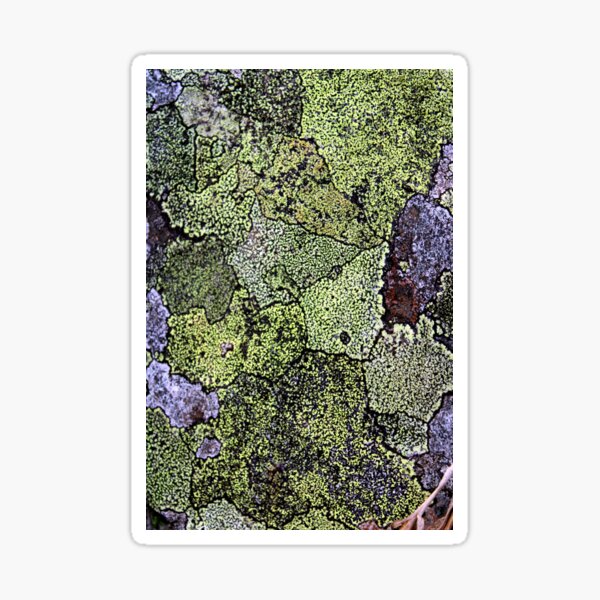 Item preview, lichen designed and sold by KathleenDawson.