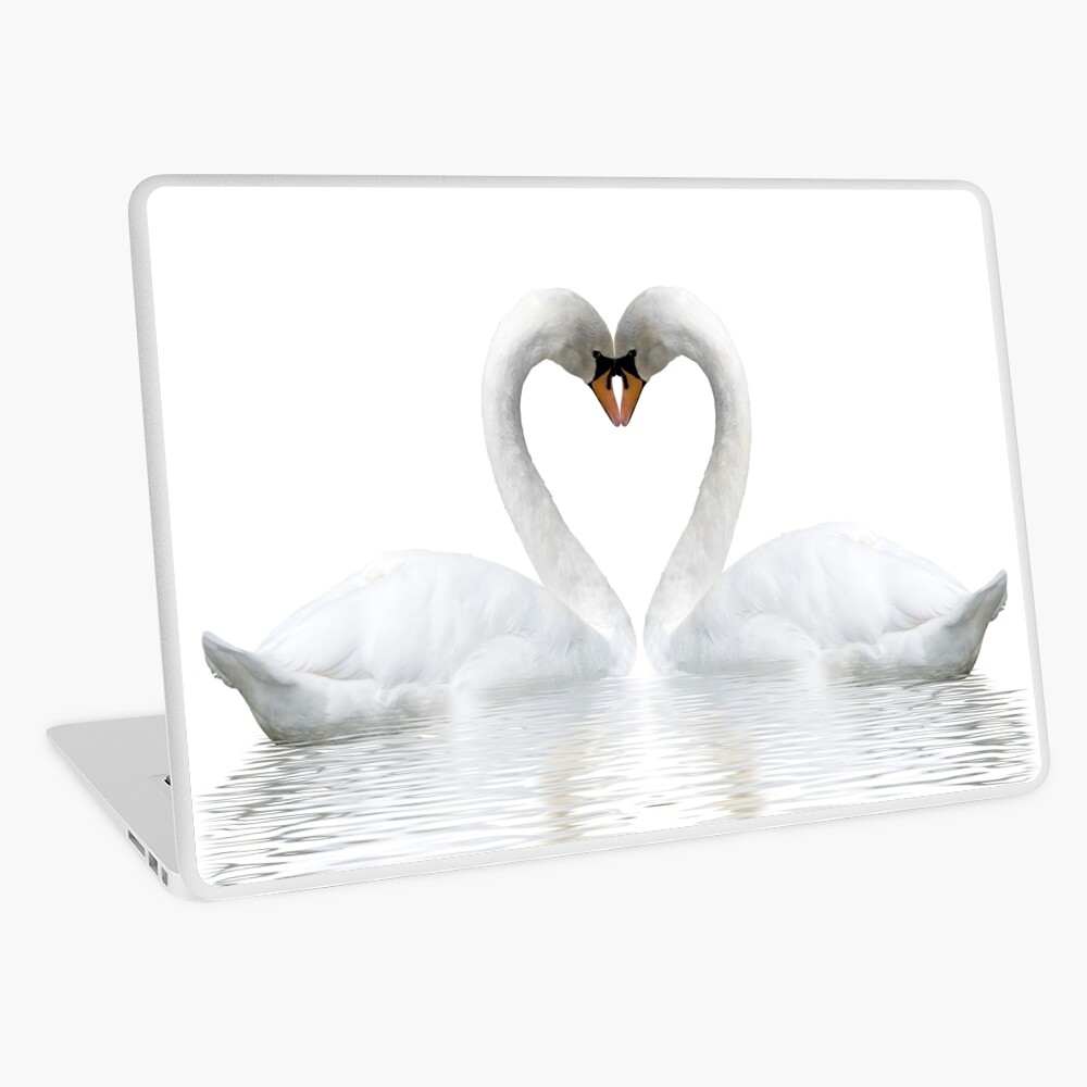 Beautiful white swan couple in love