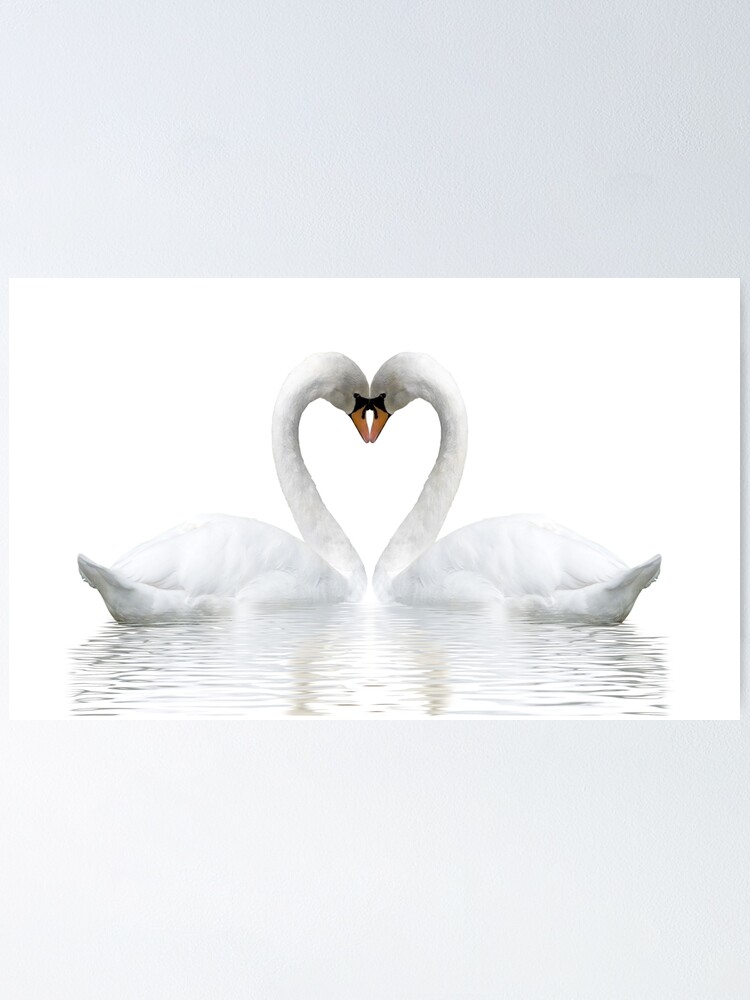 Beautiful white swan couple in love | Poster