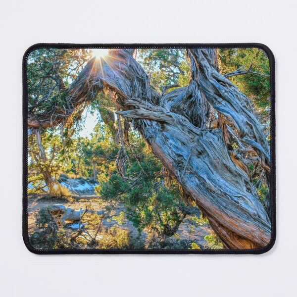 Item preview, Sunlight through Pinyon Pines 2.0 Vertical designed and sold by MonsoonPhoto.