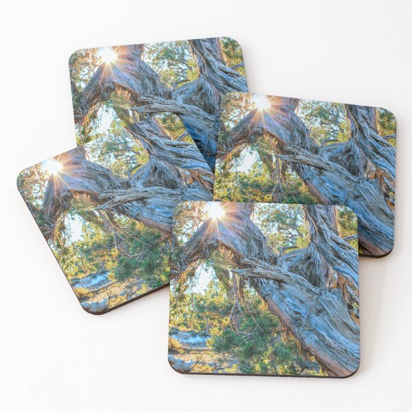 Item preview, Sunlight through Pinyon Pines 2.0 Vertical designed and sold by MonsoonPhoto.