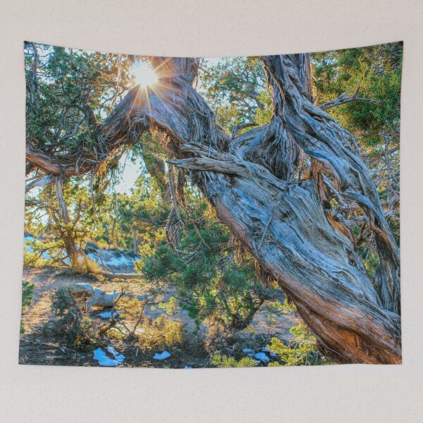 Item preview, Sunlight through Pinyon Pines 2.0 Vertical designed and sold by MonsoonPhoto.