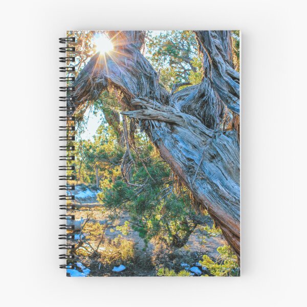 Item preview, Sunlight through Pinyon Pines 2.0 Vertical designed and sold by MonsoonPhoto.