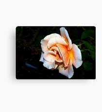 Sunset rose Canvas Print