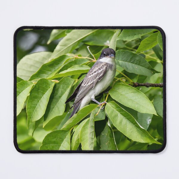 Item preview, Kingbird designed and sold by SkyeNotions.