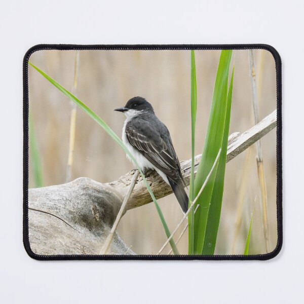 Item preview, Eastern Kingbird  designed and sold by SkyeNotions.