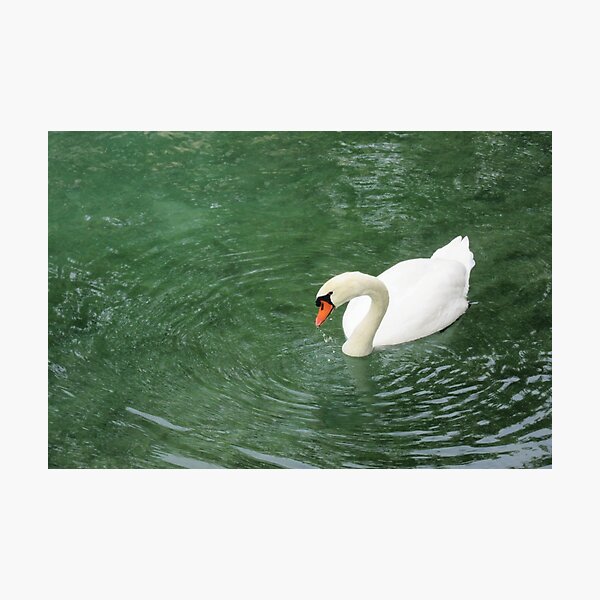 Swanny my beauty Photographic Print